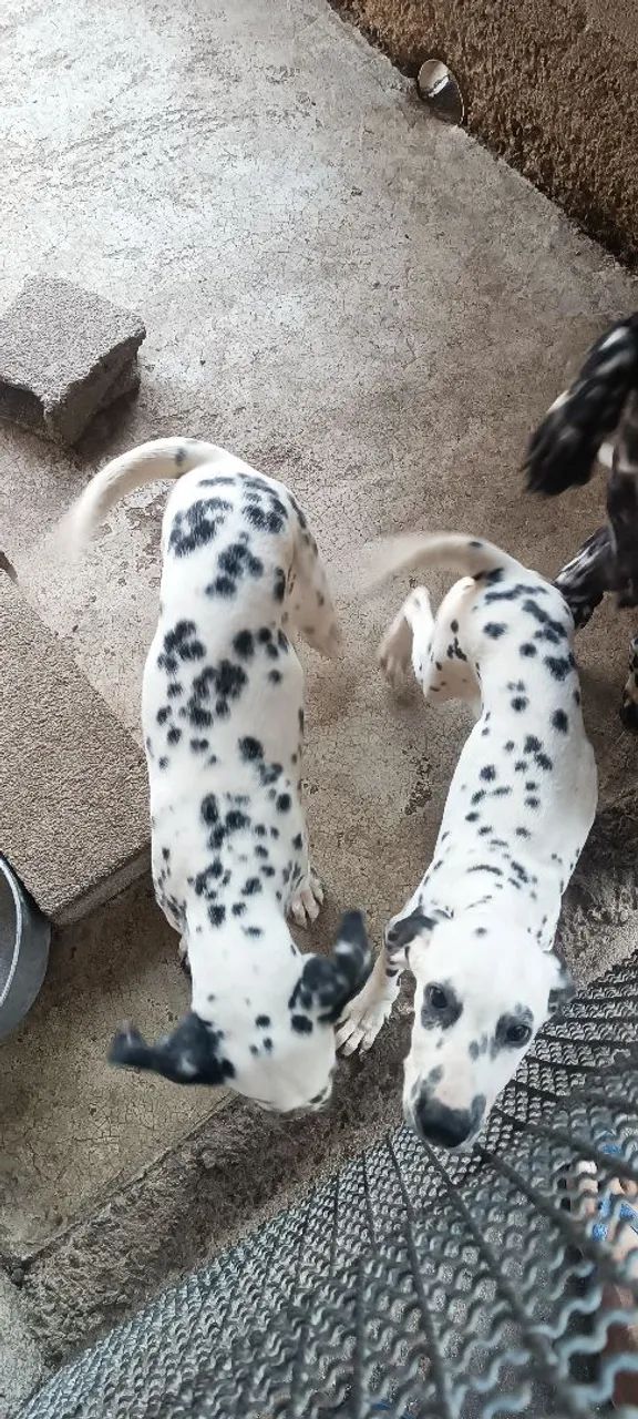 Filhotes de Dalmata - Foto 4