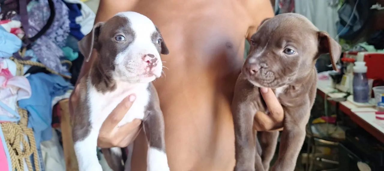 Pitbull  - Foto 3