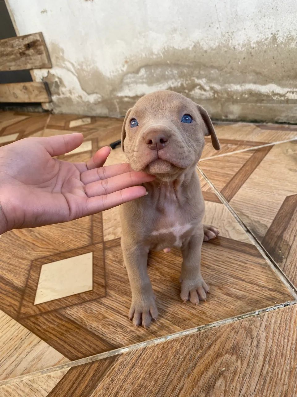 Filhote de pitbull monster Macho - Foto 4