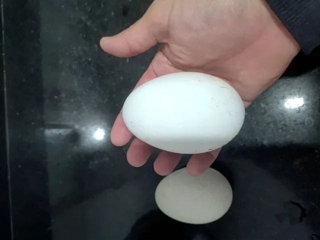 Ovos de ganso sinaleiro branco