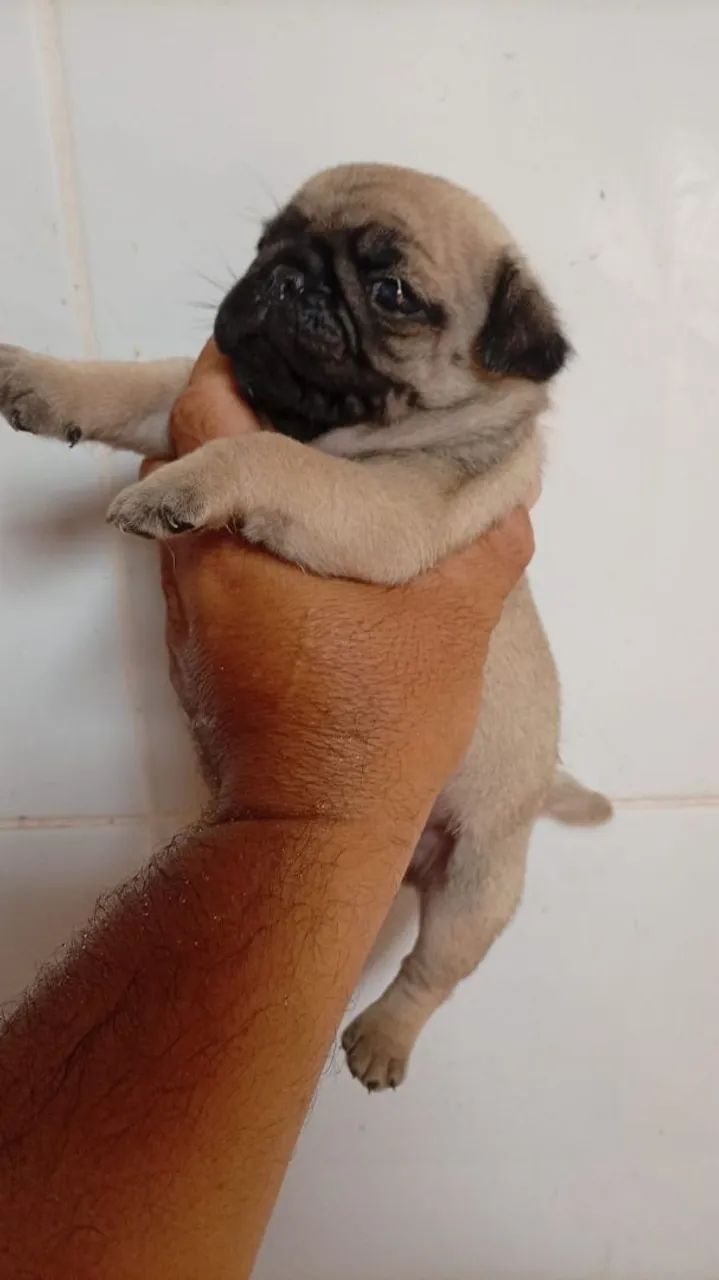 cachorro 