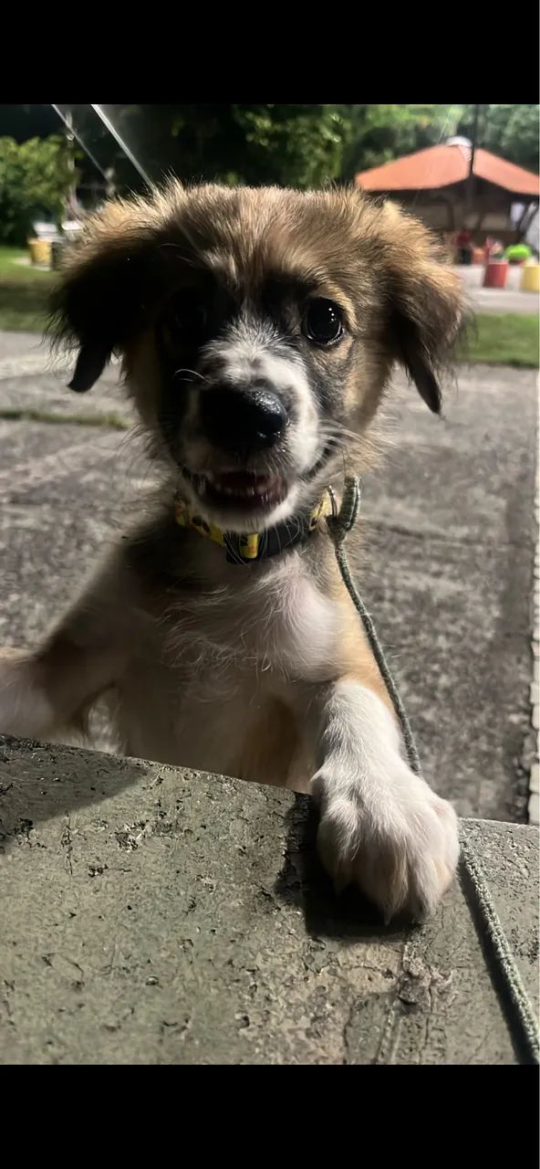 Doação de Pet
