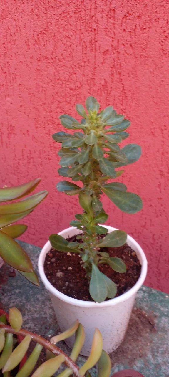 Lindas suculentas e cactos  - Foto 5