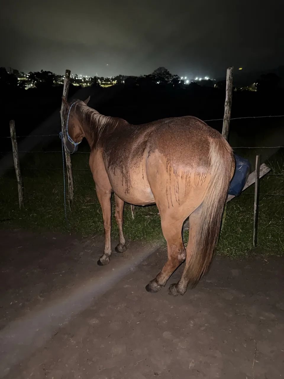 Égua mansa de sela 