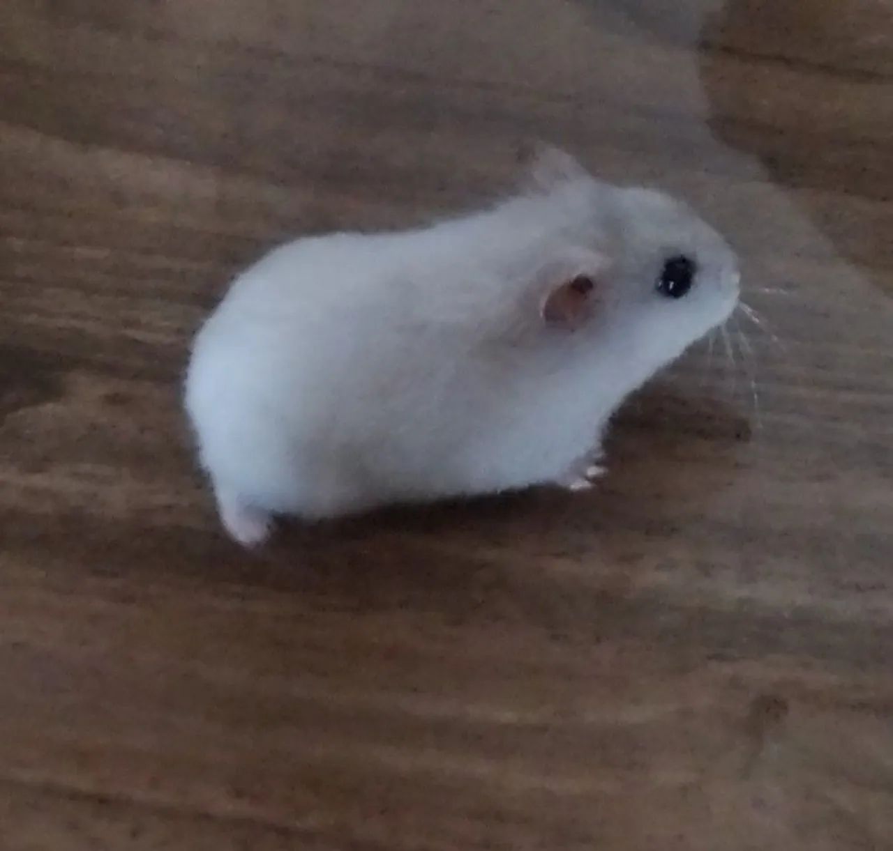 Hamster Anão Russo - Foto 2