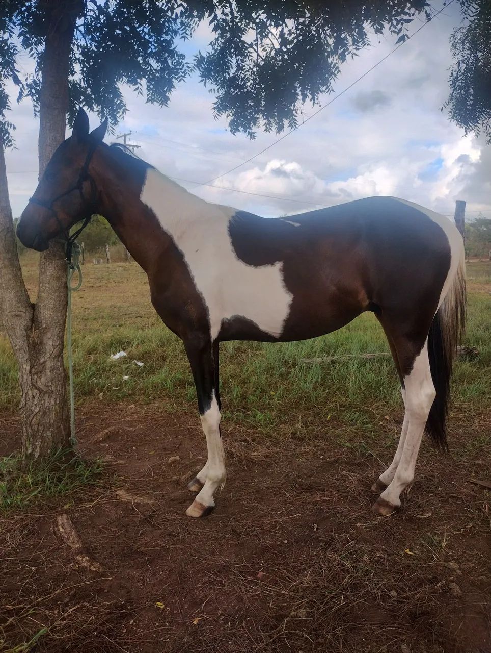 POTRO M.M PAMPA COM RG - Foto 2