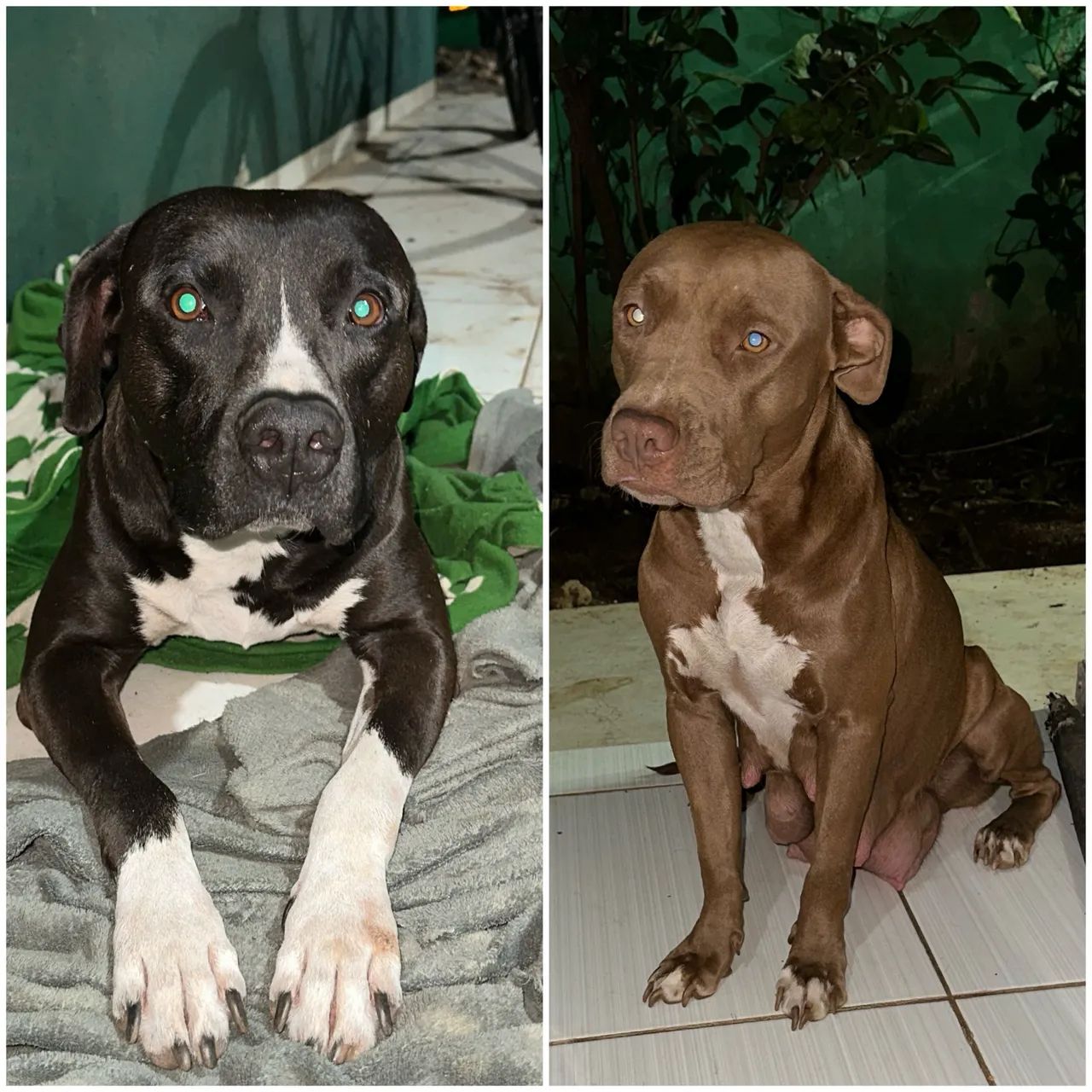 Vendo Última Filhote de Pitbull R$ 280 - Foto 4