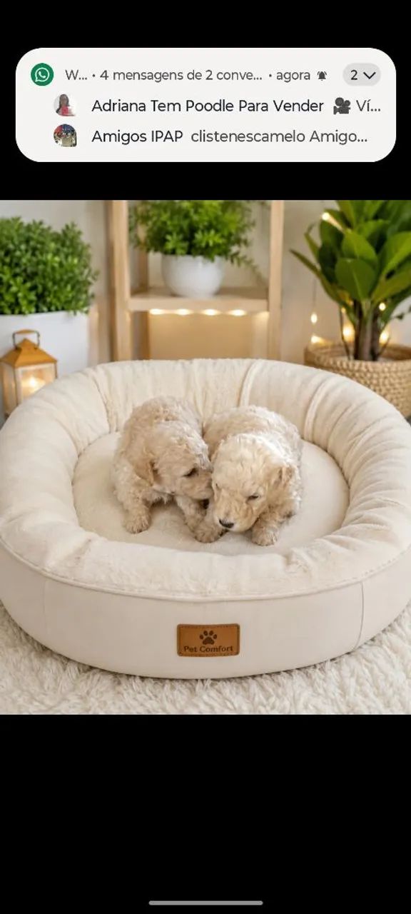 Filhotes de poodle toy e Macho - Foto 2