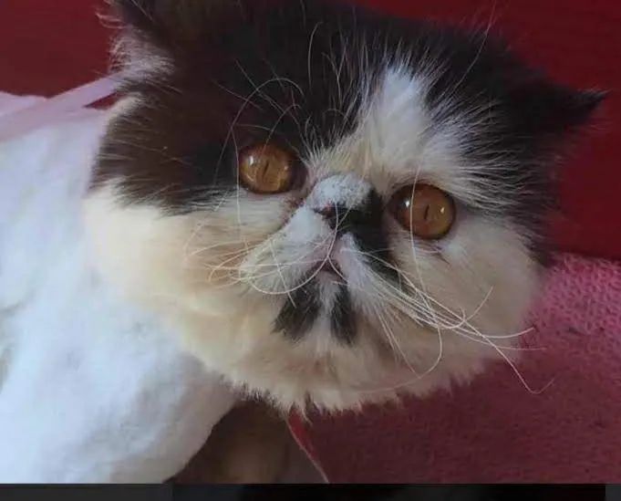 Filhotes Macho gato Persa  - Foto 5