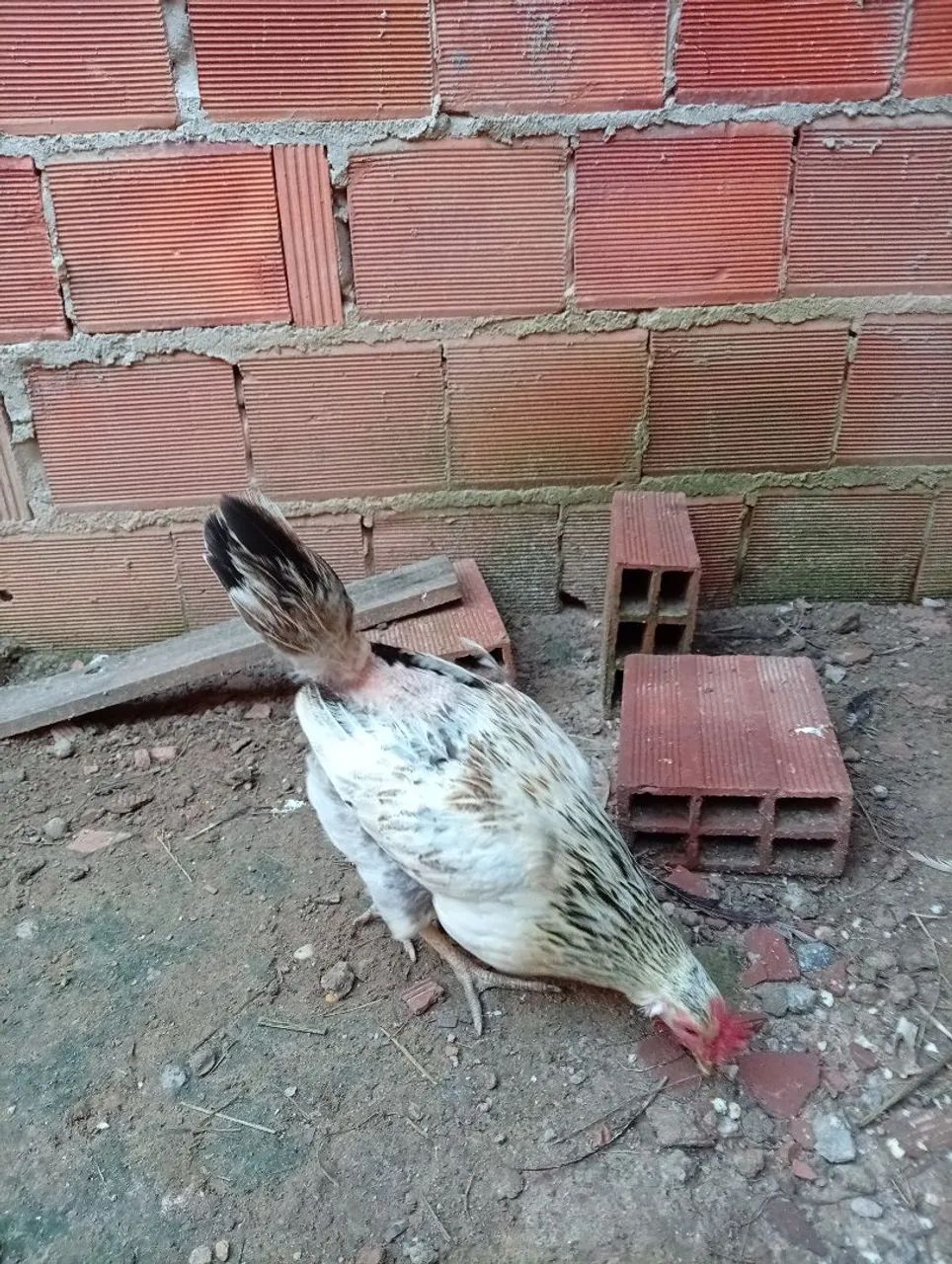Frangos  - Foto 4