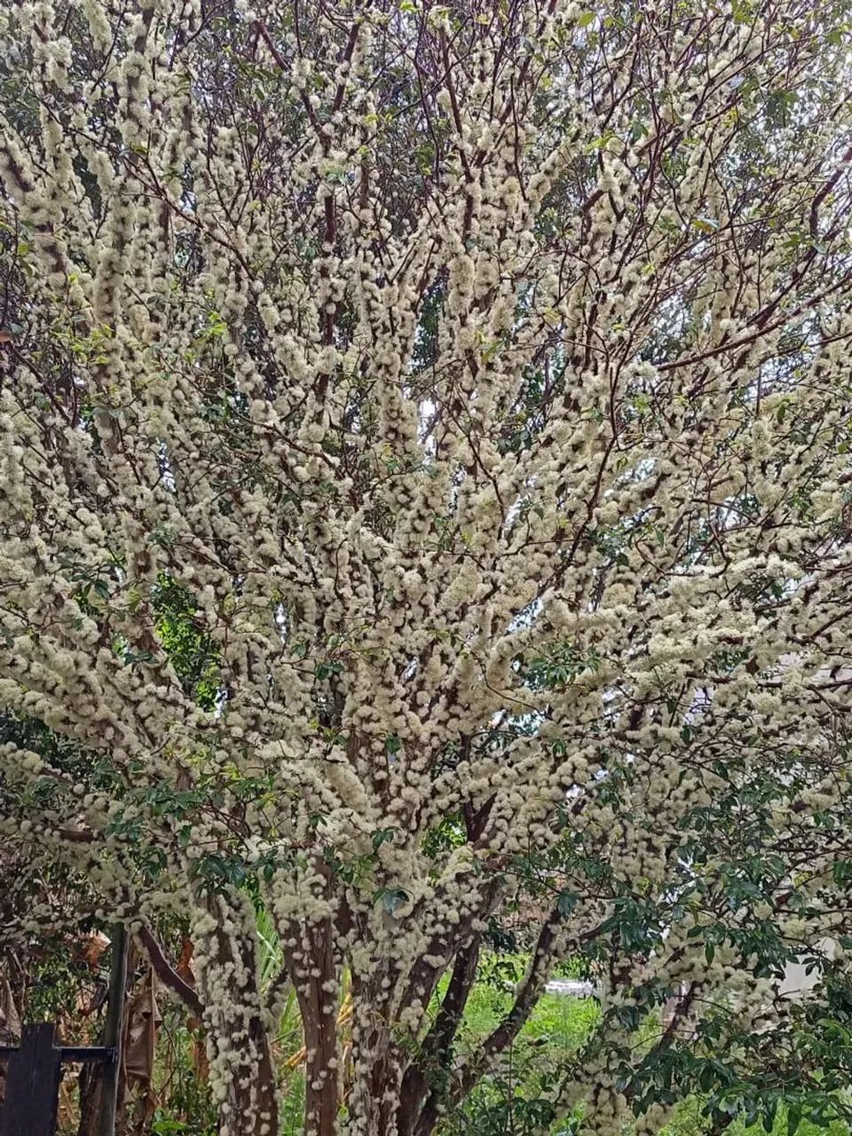 Frutíferas  - Foto 3