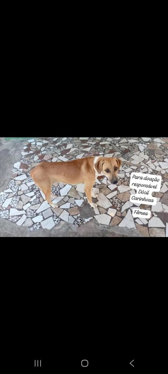 Cachorros para adoç ão  - Foto 2
