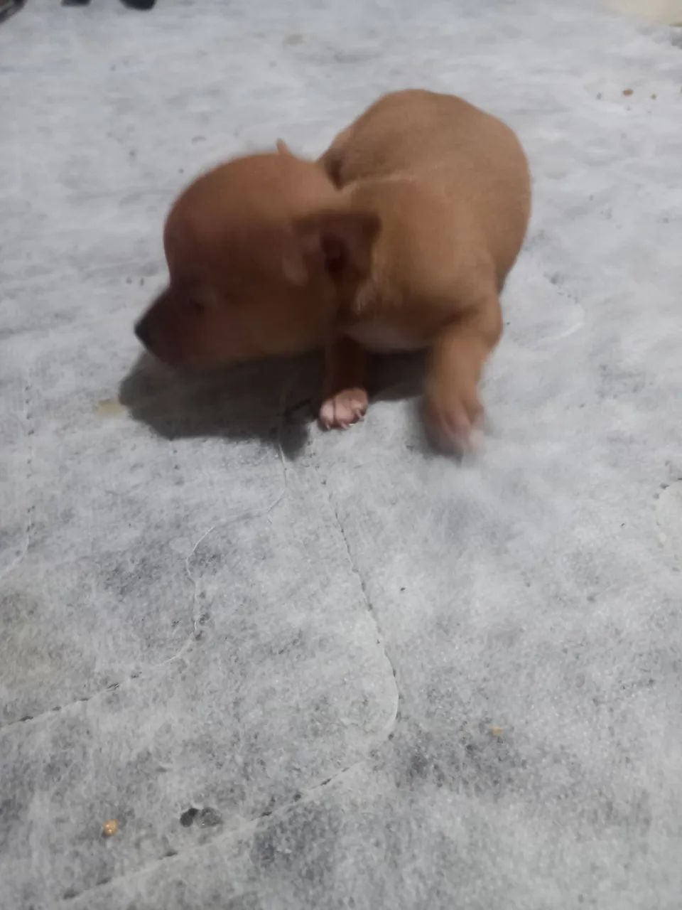Pinscher macho 1 - Foto 4