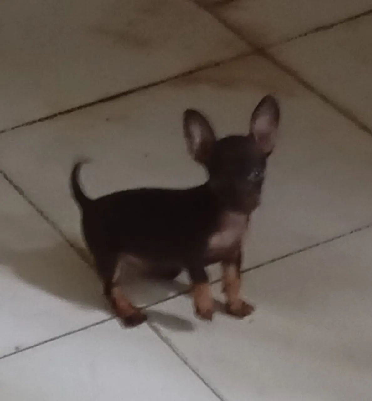 Pincher macho 