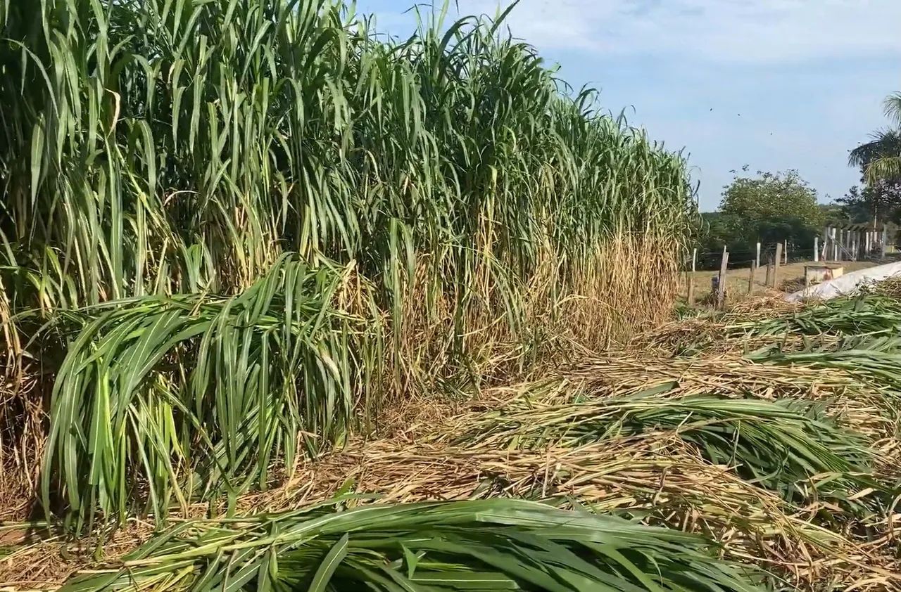 PLANTE CAPIAÇU NAS TROVOADAS E APROVEITAR O INVERNO TENHO MUDAS GEMAS DISPONÍVE  A VENDA 