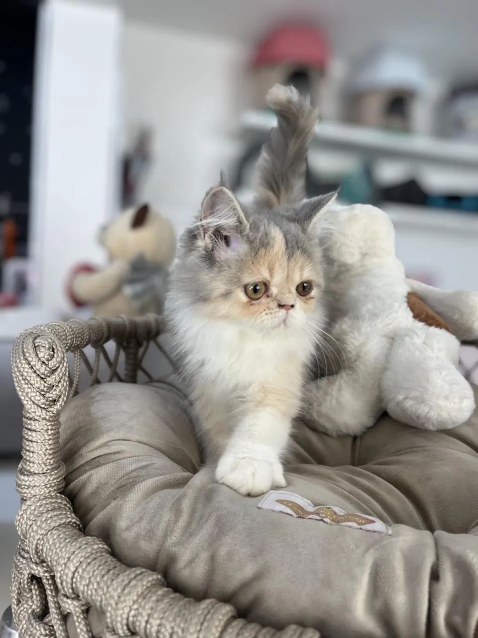 Gato persa fêmeas  - Foto 3