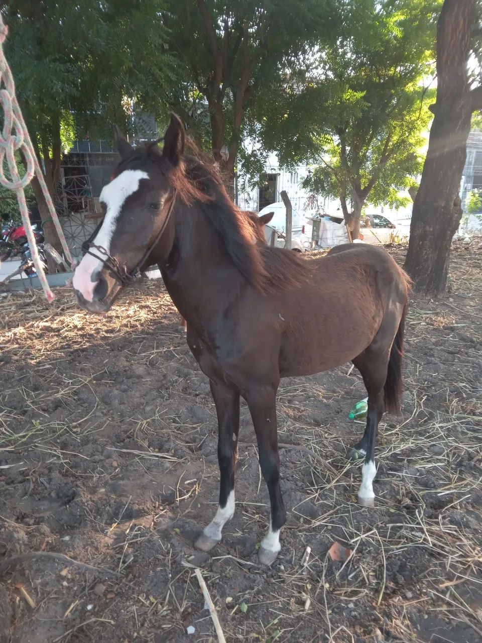 Cavalo - Foto 3
