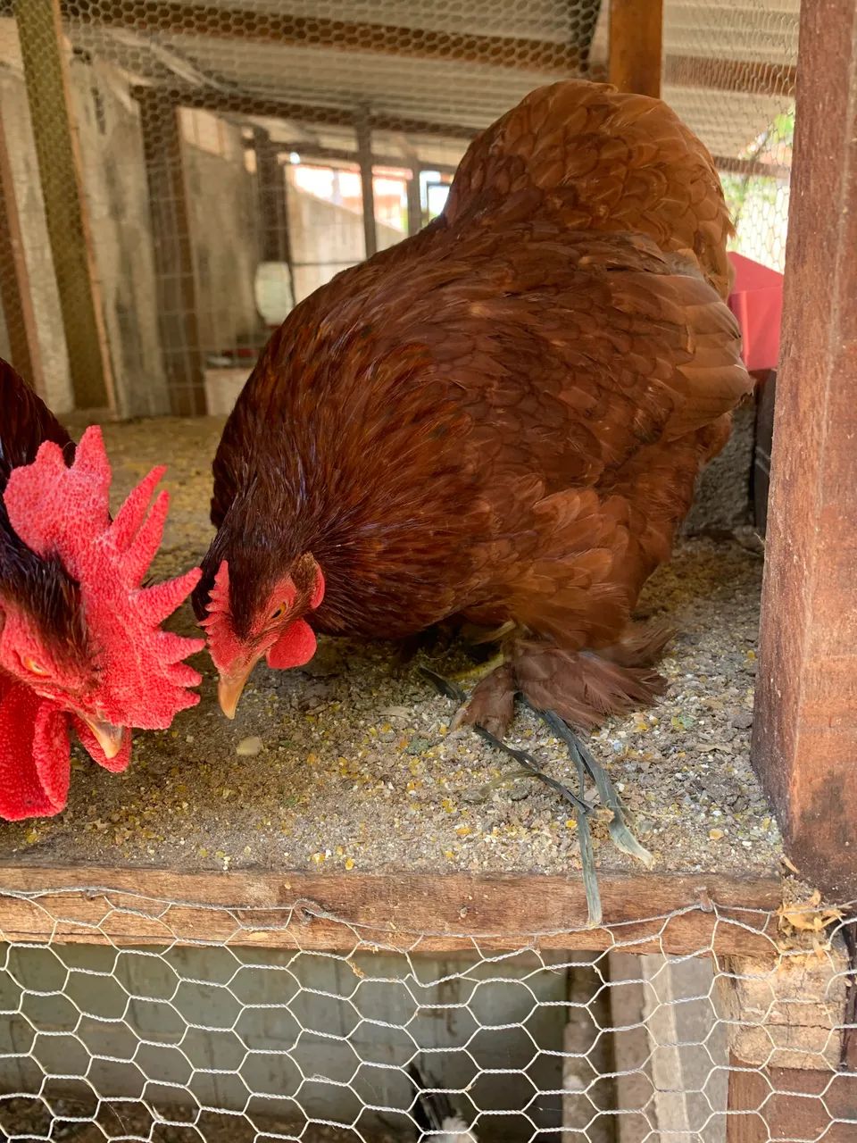 Casal de Galinha Mini Cochin Vermelha - Foto 3