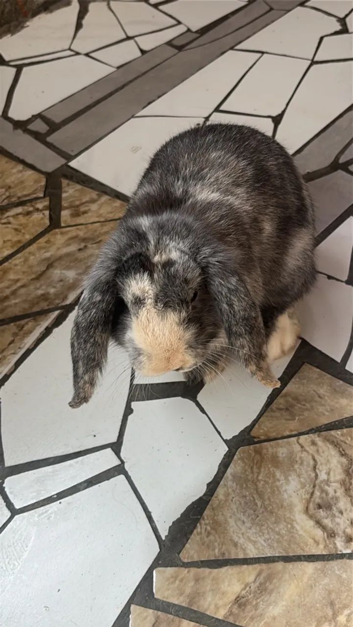 Coelho mini Loop 
