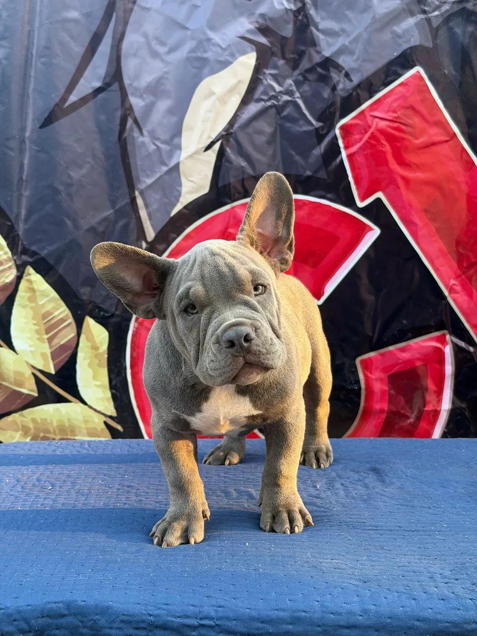 American Bully Micro Exótico  - Foto 2