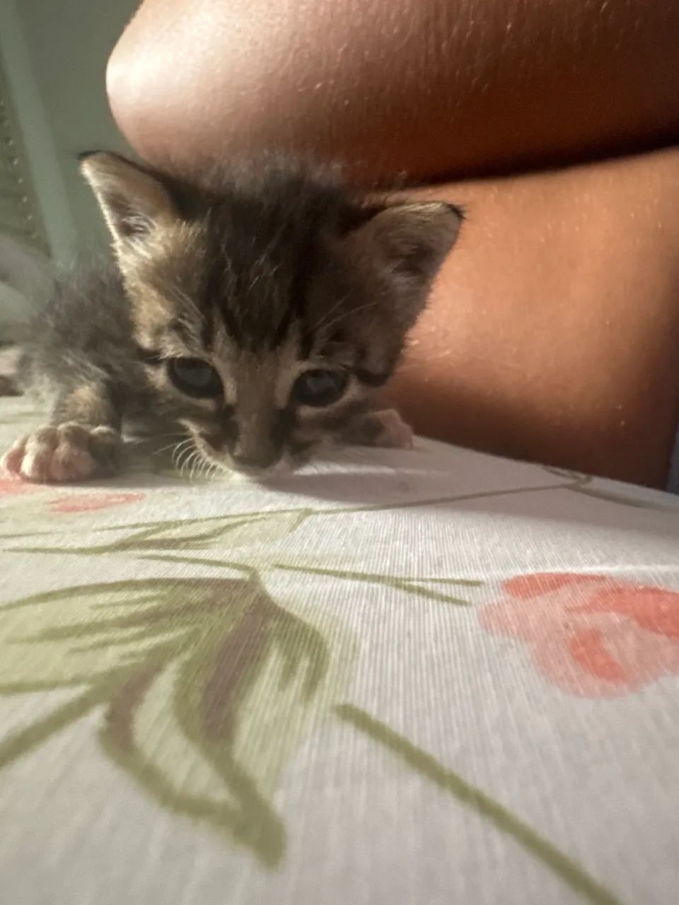 Adoção de gatinho 