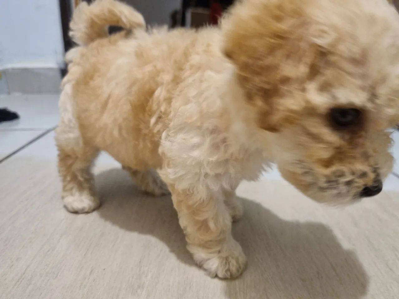 Poodle toy - Foto 4
