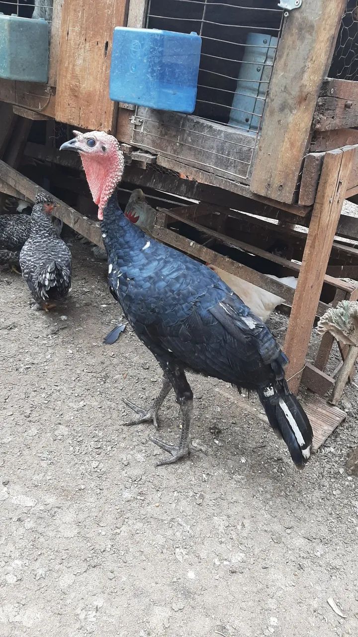 2 casal de perus  - Foto 5