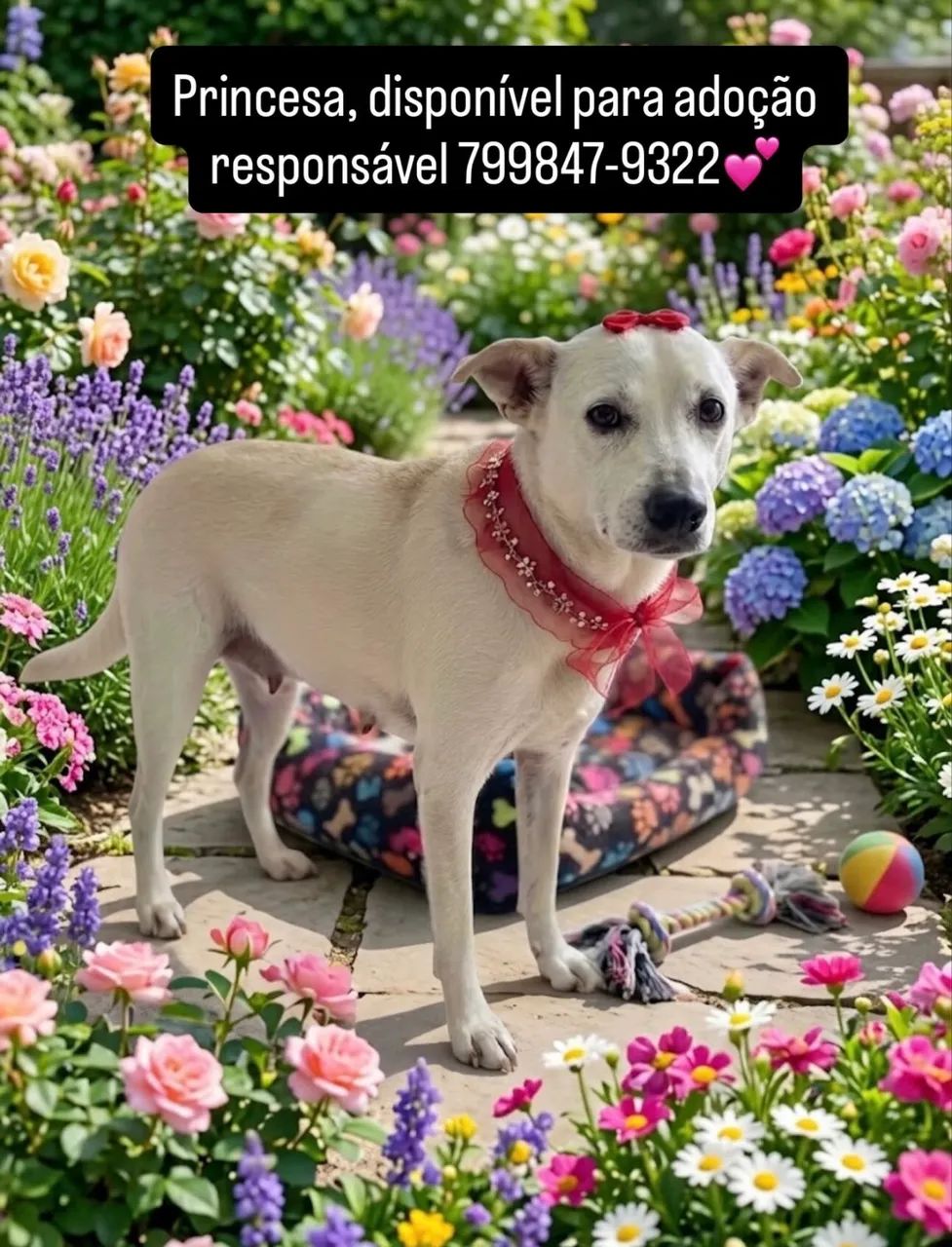 Animais para adoção!? - Foto 2