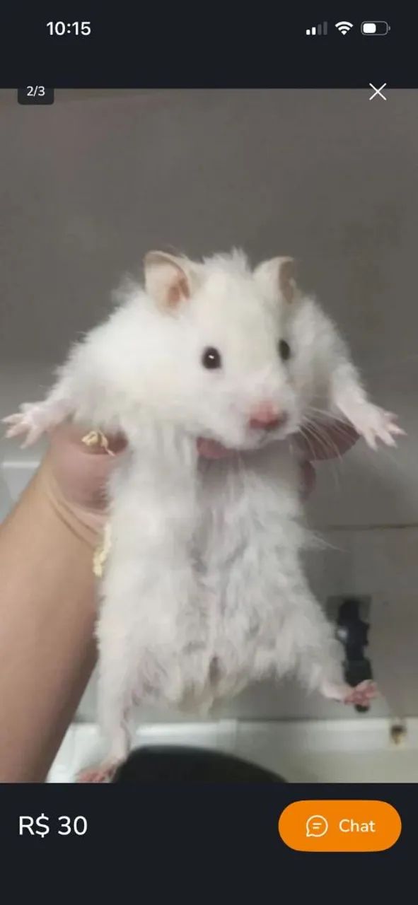 Hamster sirio 