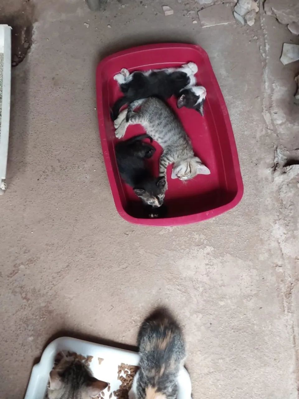 ADOÇÃO RESPONSÁVEL - Foto 2