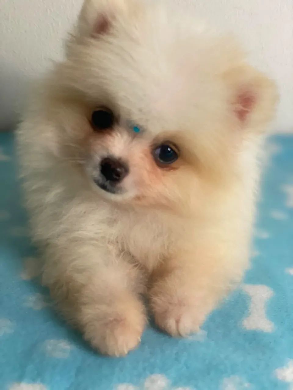 spitz anão 