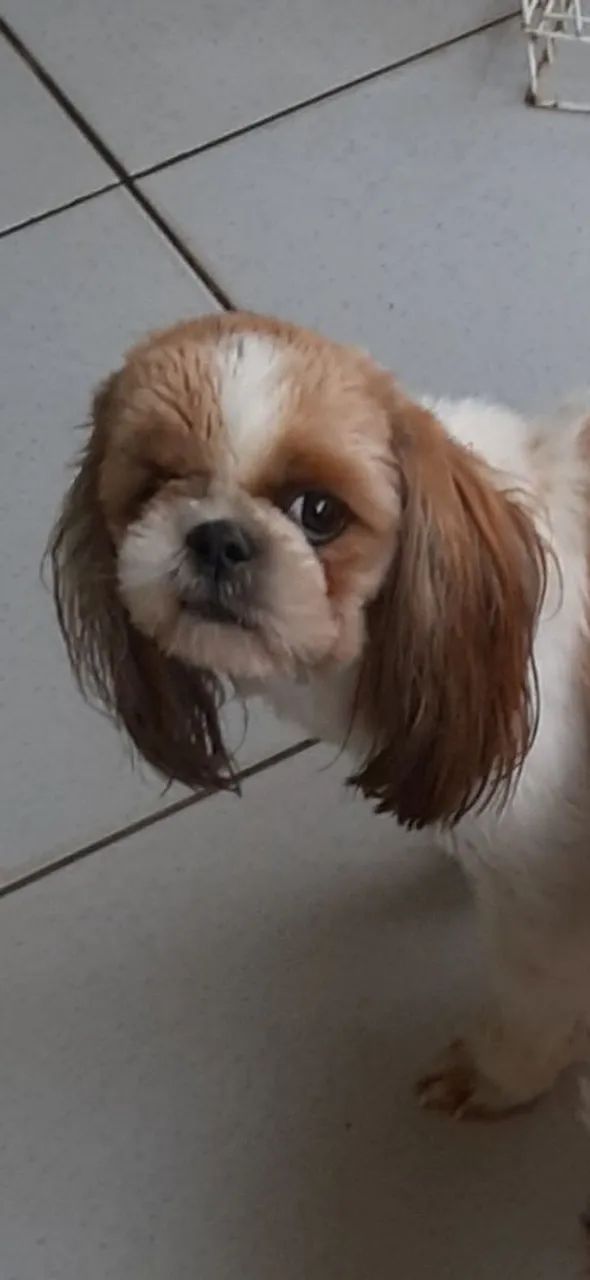 Shih Tzu Macho [doação] - Foto 3