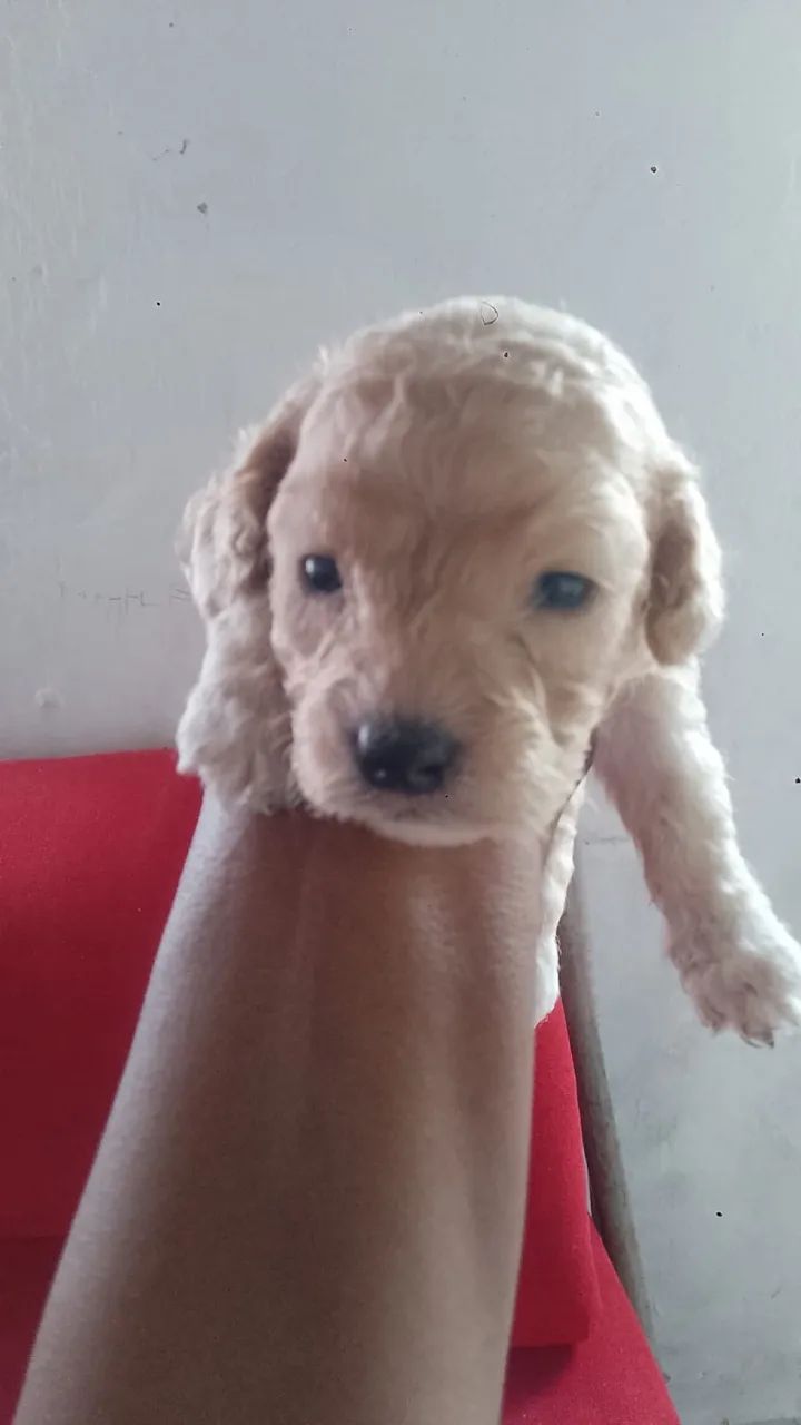 Cachorrinho poodle - Foto 3