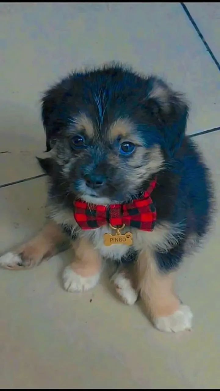 Lhasá apso - Foto 2