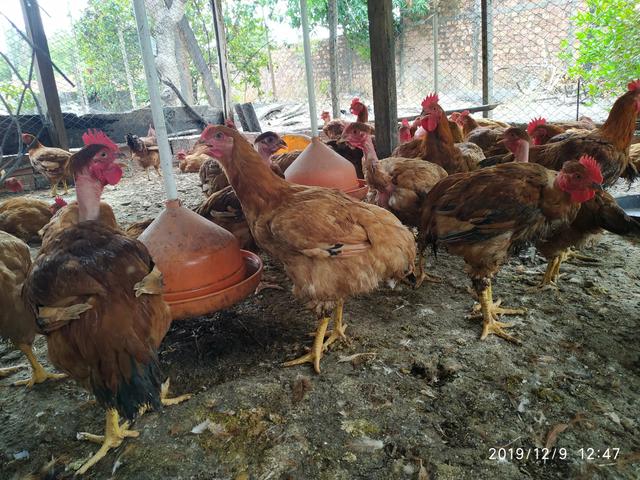 Vendo Galinha Caipirão - Foto 2