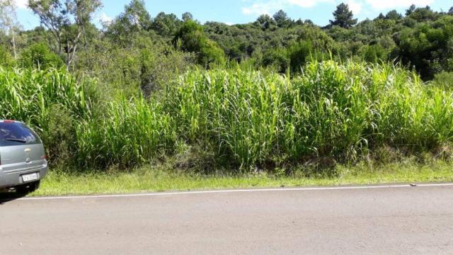 Sítio em gramado, linha tapera, 3,8 hectares - Foto 6