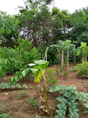 Chacara a venda 2,700 mt coleção de frutas mais de 200 especis dentro da cidade - Foto 19