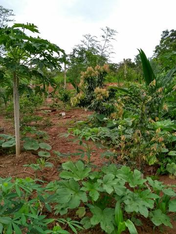 Chacara a venda 2,700 mt coleção de frutas mais de 200 especis dentro da cidade - Foto 15