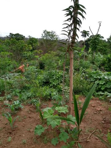 Chacara a venda 2,700 mt coleção de frutas mais de 200 especis dentro da cidade - Foto 3