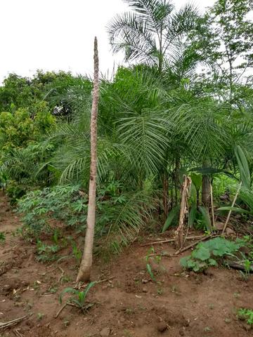 Chacara a venda 2,700 mt coleção de frutas mais de 200 especis dentro da cidade - Foto 16