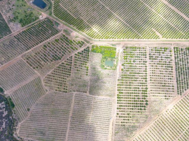 Fazenda 43 Hectares - Venda - Foto 2