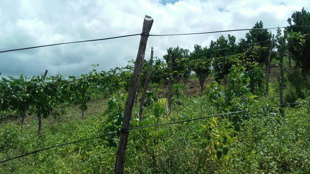 Sítio dos sonhos seu pedaço do Paraíso com 7 hectares por 150 mil - Foto 3