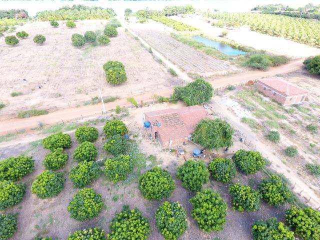 Fazenda 50 Hectares beira de rio Sâo Francisco - Venda - Foto 3