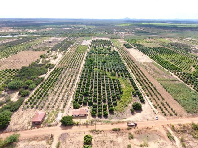 Fazenda 50 Hectares beira de rio Sâo Francisco - Venda - Foto 9