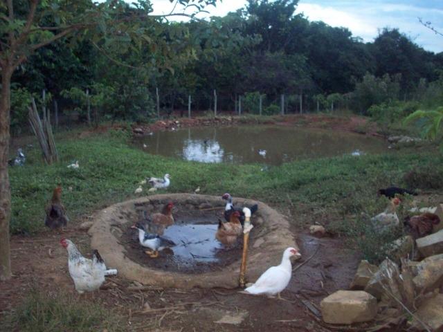 Cód. 5284 - Sítio em Cocalzinho de Goiás - Foto 8