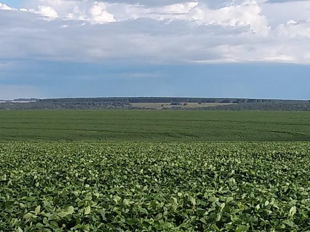 2.253 Há. Alto Garças-MT (Plana ao Lado Lavoura) - Foto 8