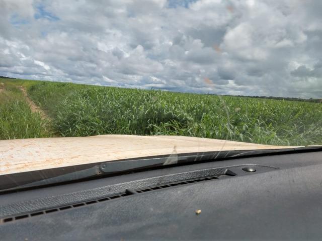 2.400 Há em Lavoura. S.J Xingu-MT - Foto 5