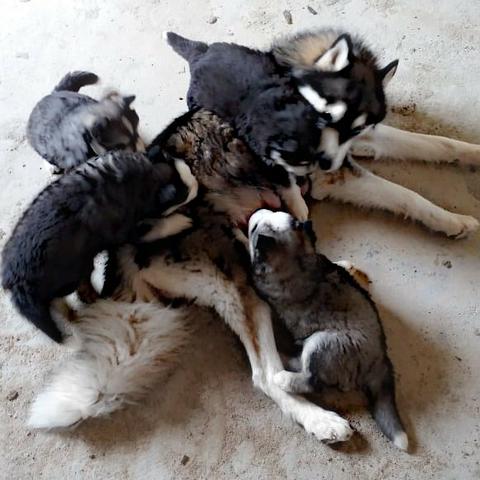 Husky siberiano Wooly - Foto 3