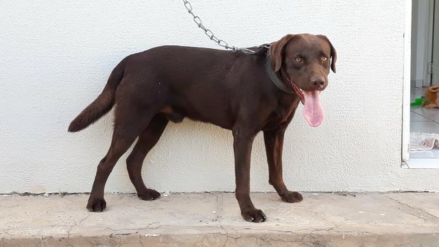 Labrador disponível para cobertura