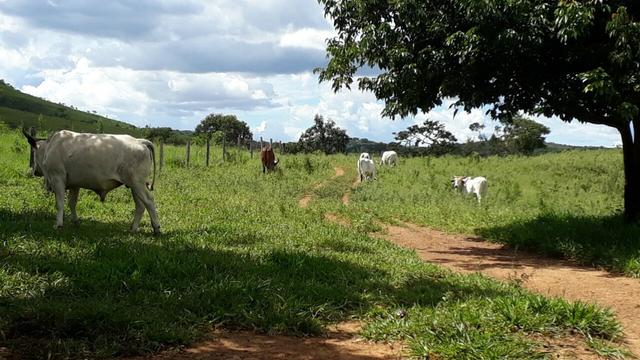 Fazenda Linda - Foto 7